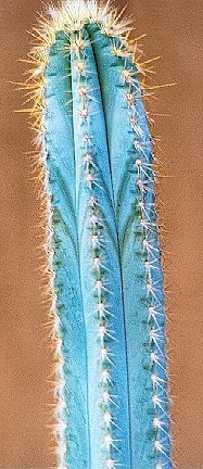 Pilosocereus_Cooper_azureus